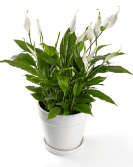 Alpine Botanica Peace Lily Air Purifying Plant Feng Shui Plant with Positive Energy Indoor Plant Outdoor Plant with White Flowers